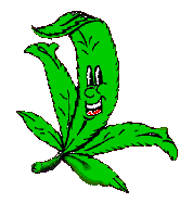 MARIJUANA